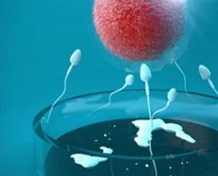 做试管怀孕可以吃苏打粽子吗？